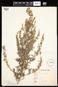 Artemisia absinthium image