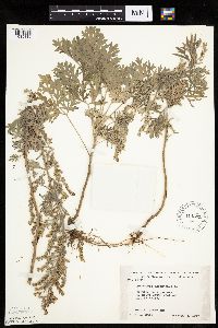 Artemisia absinthium image