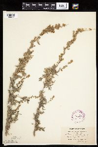 Artemisia absinthium image