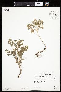 Artemisia absinthium image