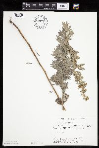 Artemisia absinthium image