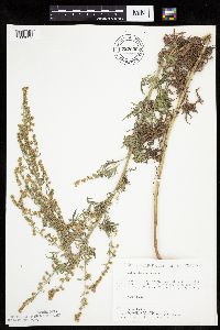 Artemisia absinthium image