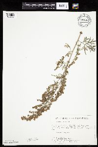 Artemisia absinthium image