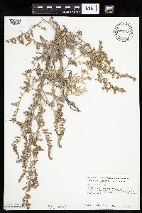 Artemisia absinthium image