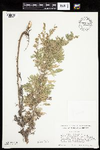 Artemisia absinthium image