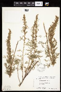 Artemisia abrotanum image