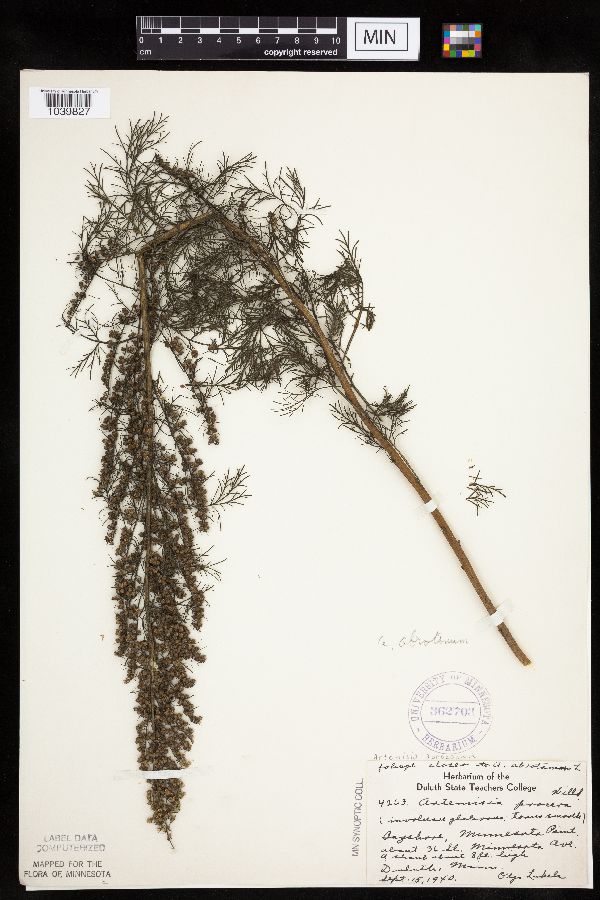 Artemisia abrotanum image