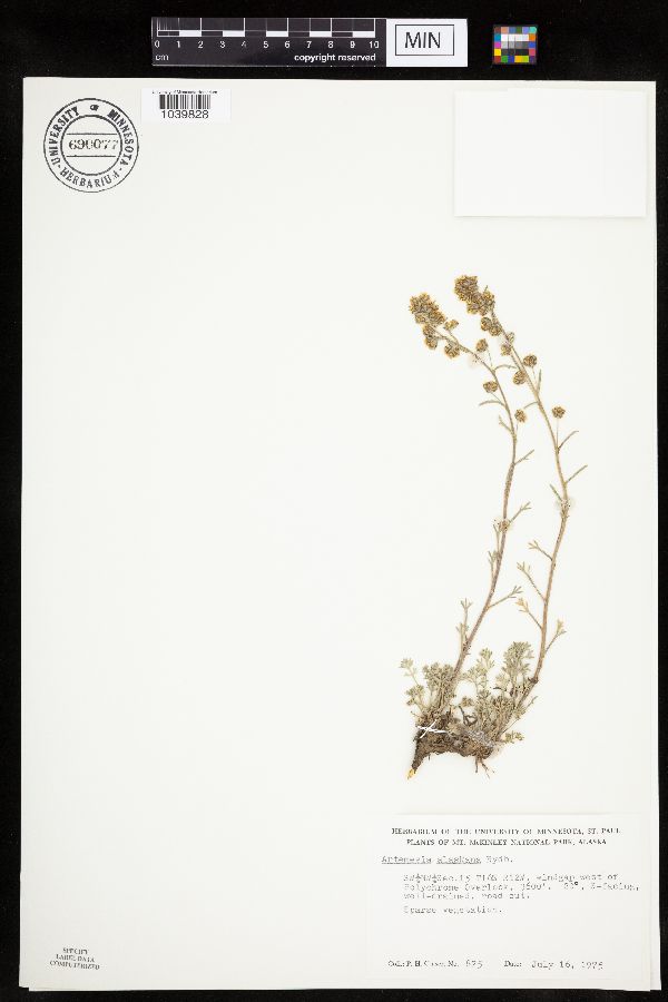 Artemisia alaskana image