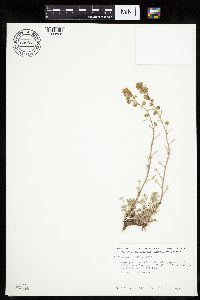 Media resource of Artemisia alaskana