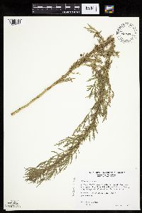 Artemisia biennis image