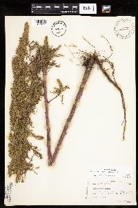 Artemisia biennis image