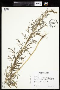 Artemisia biennis image