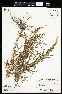 Artemisia biennis image