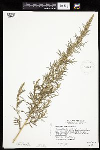 Artemisia biennis image