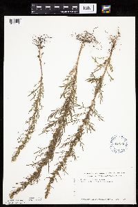 Artemisia biennis image