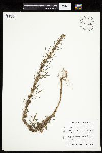Artemisia biennis image