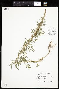 Artemisia biennis image