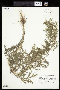 Artemisia biennis image