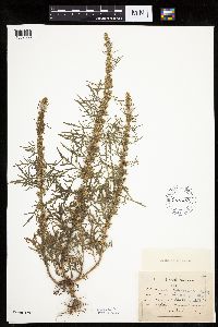 Artemisia biennis image