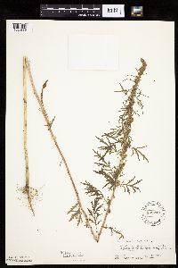 Artemisia biennis image