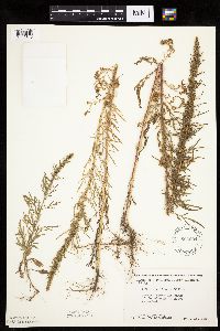 Artemisia biennis image