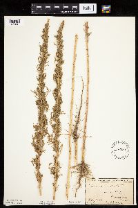 Artemisia biennis image