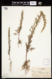 Artemisia biennis image
