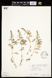 Artemisia biennis image