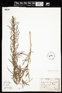 Artemisia biennis image