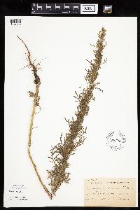 Artemisia biennis image
