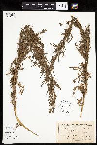 Artemisia biennis image