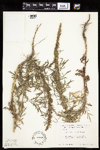 Artemisia biennis image