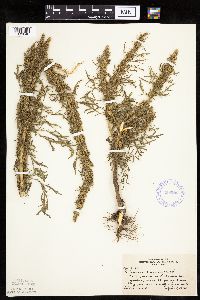 Artemisia biennis image