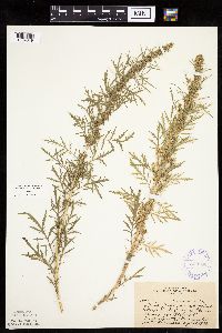 Artemisia biennis image