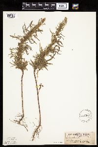 Artemisia biennis image