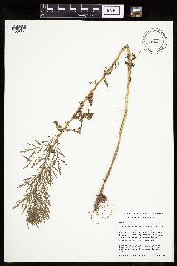 Artemisia biennis image
