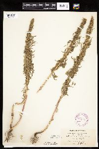 Artemisia biennis image