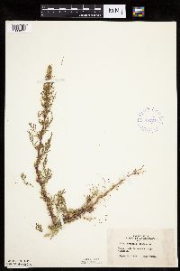 Artemisia biennis image