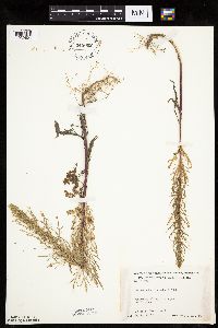 Artemisia biennis image