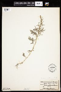 Artemisia biennis image