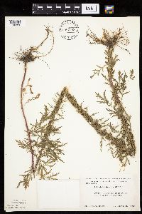 Artemisia biennis image
