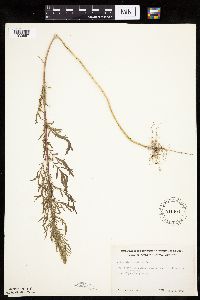 Artemisia biennis image