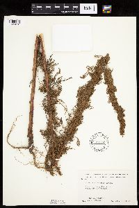 Artemisia biennis image