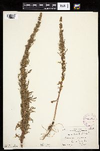 Artemisia biennis image
