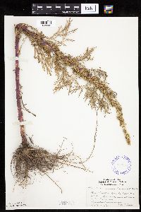 Artemisia biennis image
