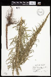 Artemisia biennis image