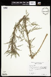 Artemisia biennis image