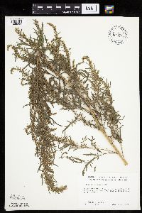 Artemisia biennis image