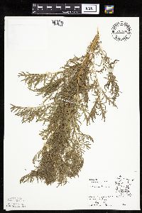 Artemisia biennis image
