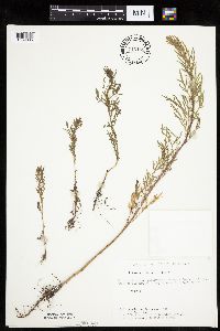 Artemisia biennis image